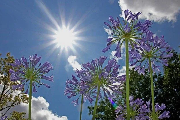 Choose a location that gets a minimum of 6 hours of direct sunlight per day.