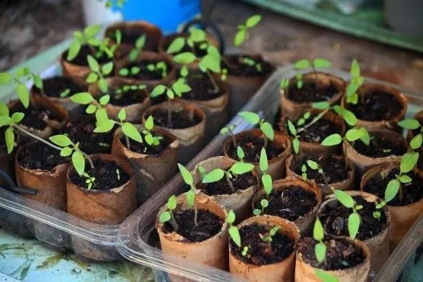 Different seeds require different strategies for optimal growth.