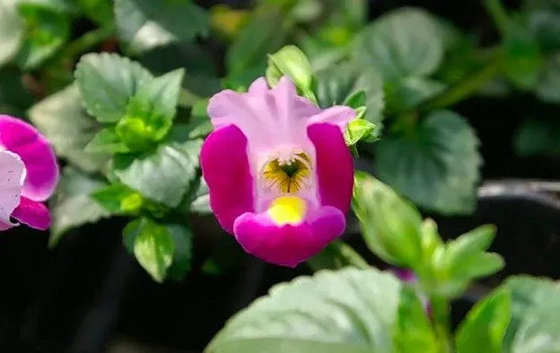 Look for varieties that can withstand Orlando’s high summer temperatures.