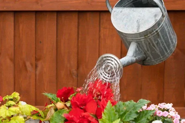 Your garden will require plenty of water and care during the summer months.